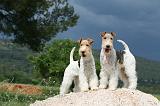 FOX TERRIER 601